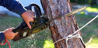 Best Arborist Consultation Services  in Crestline, CA