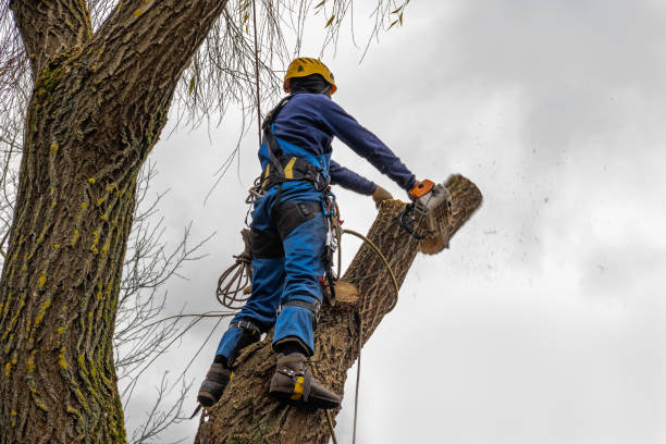 Best Fruit Tree Pruning  in Crestline, CA