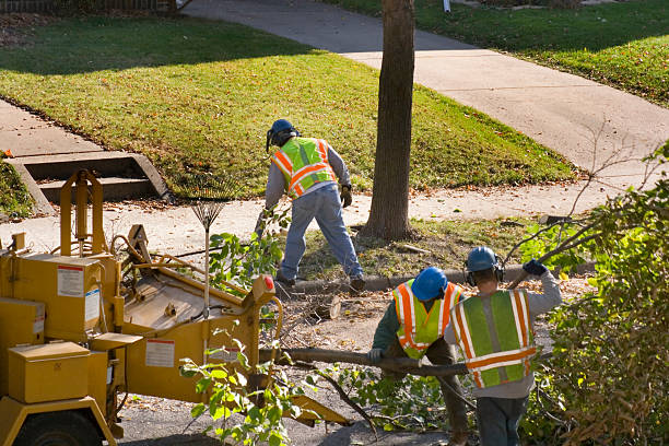 Best Tree Preservation Services  in Crestline, CA