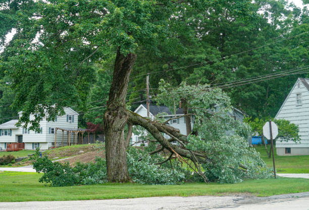 Best Hazardous Tree Removal  in Crestline, CA