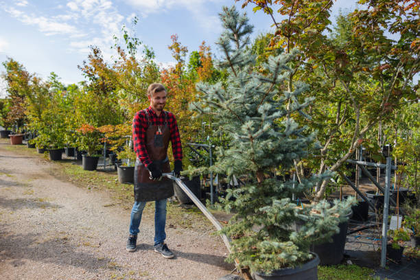 Trusted Crestline, CA Tree Removal Experts