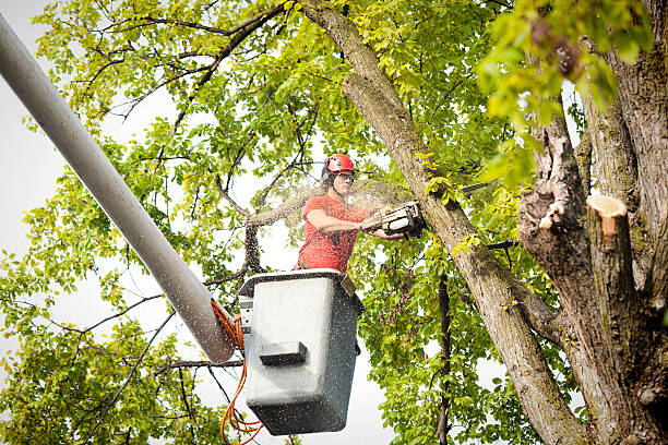  Crestline, CA Tree Removal Pros